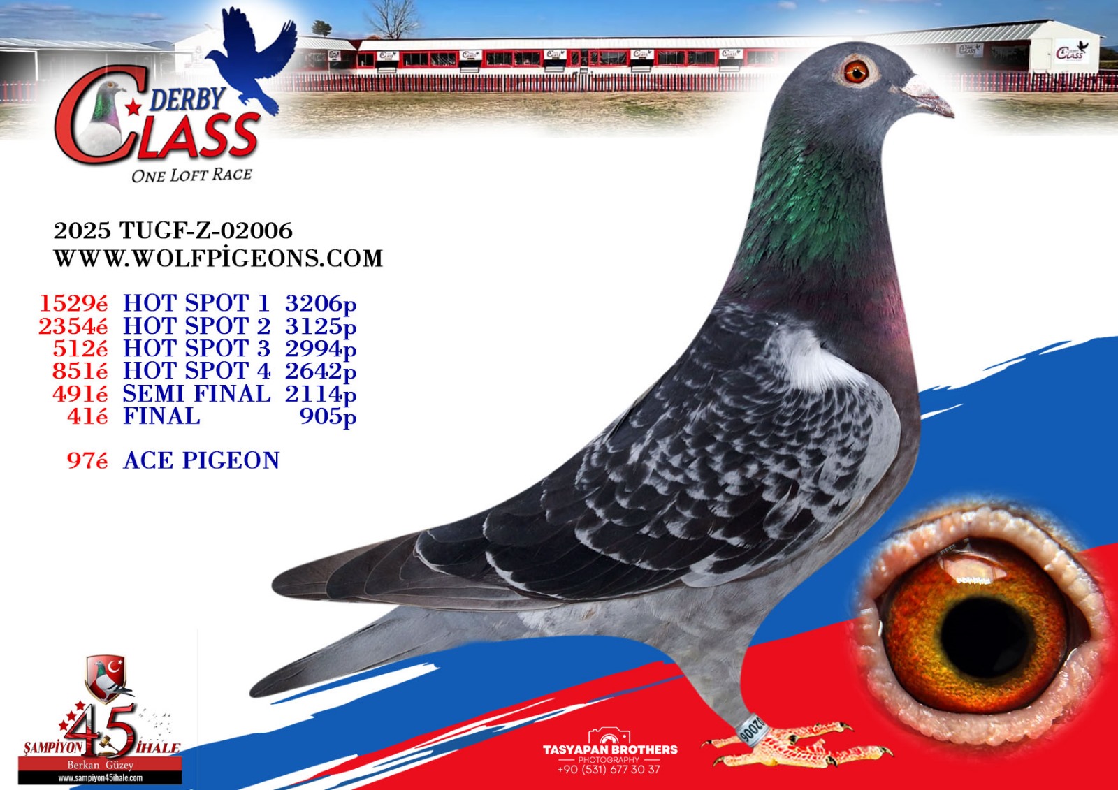 TUGF-Z-02006 FİNAL 41 ACE PİGEON 97 WWW.WOLFPİGEONS.COM
