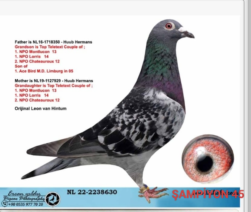 NL-22-2238630 DİŞİ