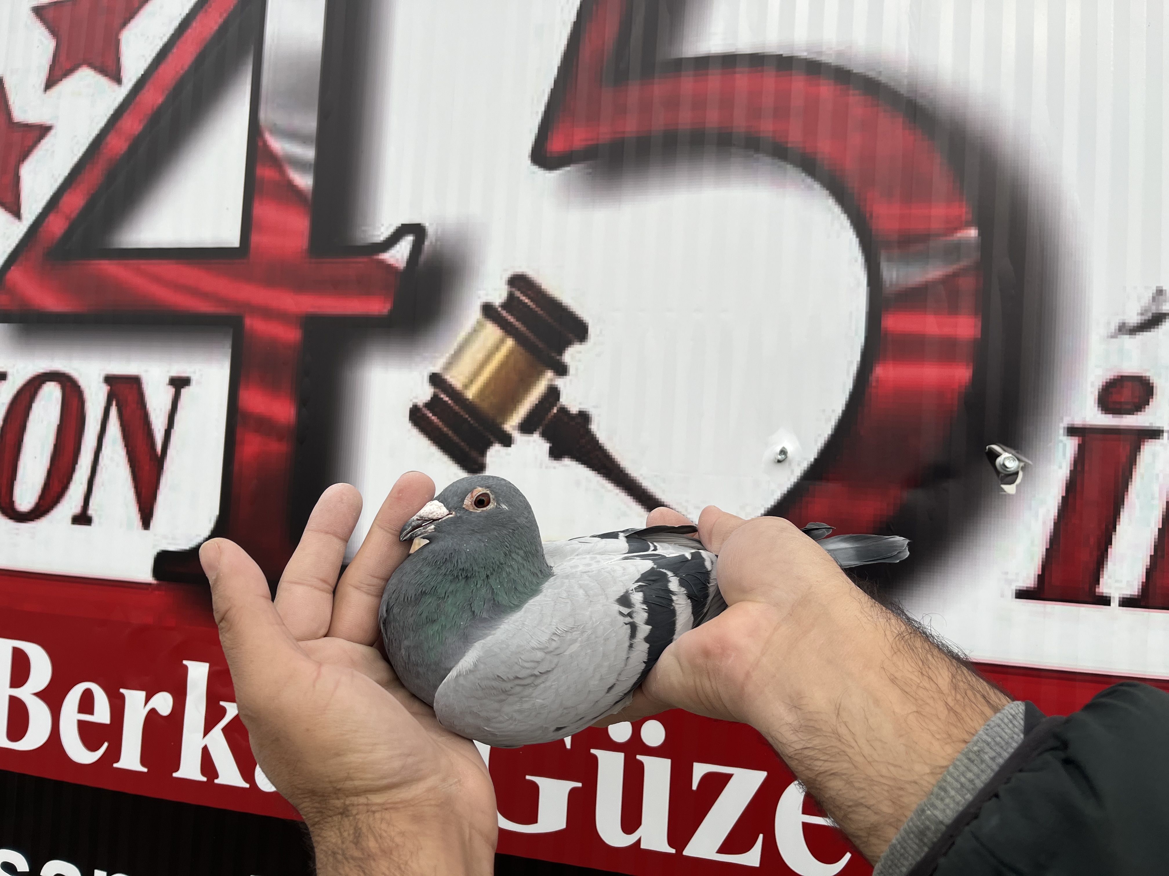 TR-21-127467 DİŞİ