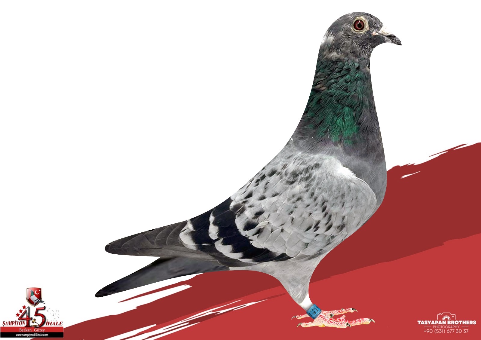 TR-21-11005 ORG KÖSE KARDEŞLER BABADAN KARDEŞİ 750 KM 3 