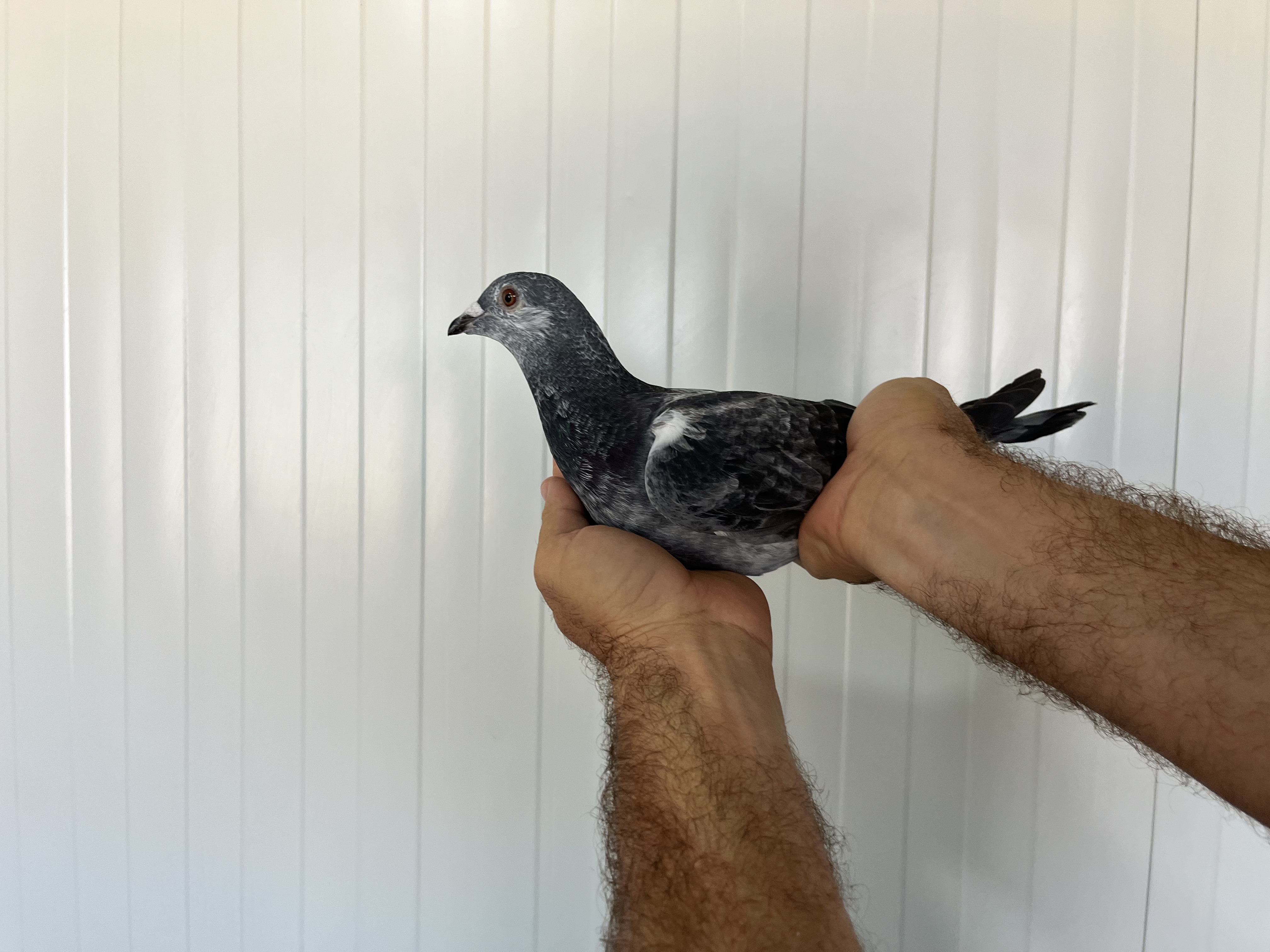 TR-25-16-20362 ERKEK 