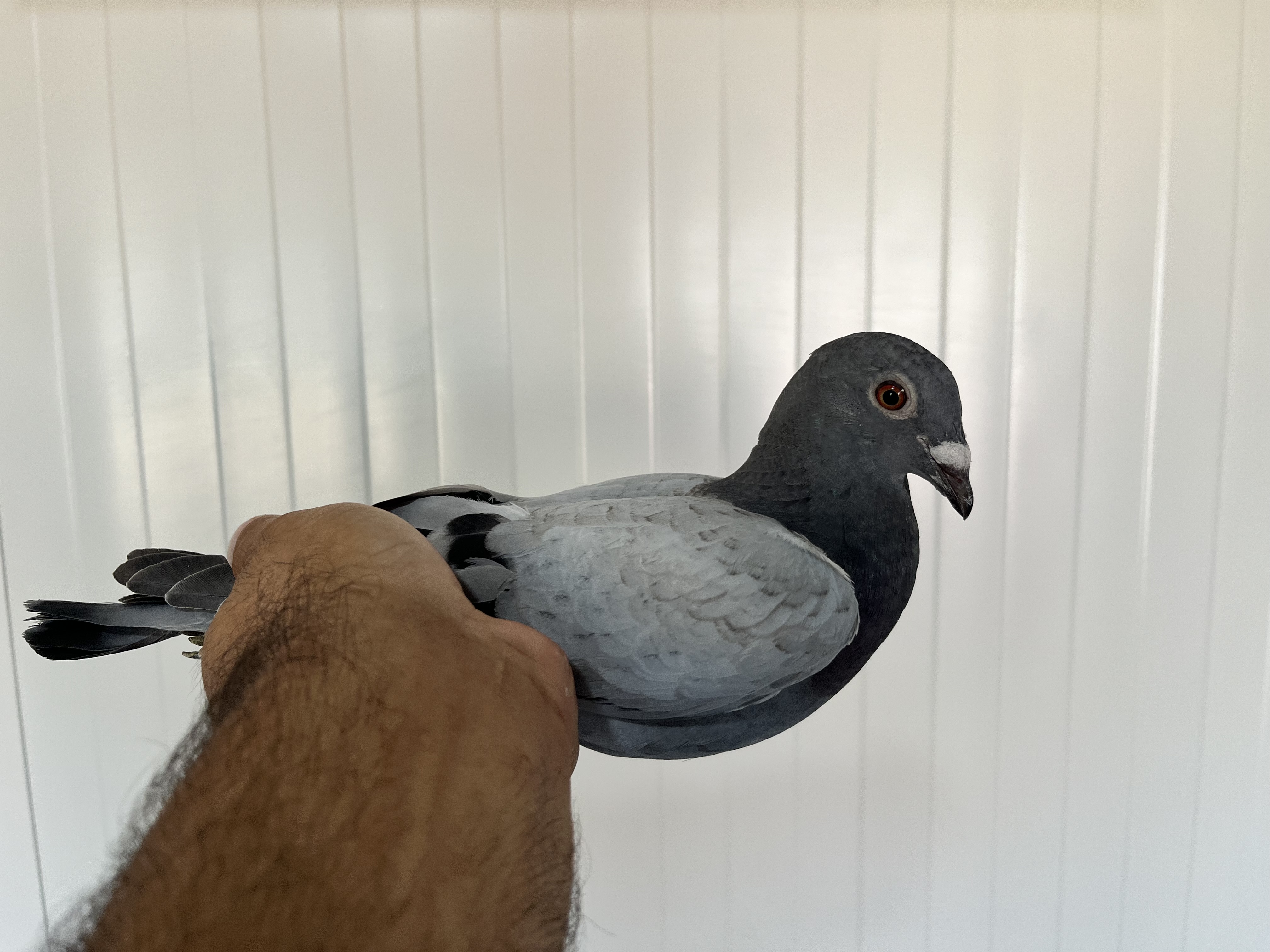 TR-25-16-20475 DİŞİ 