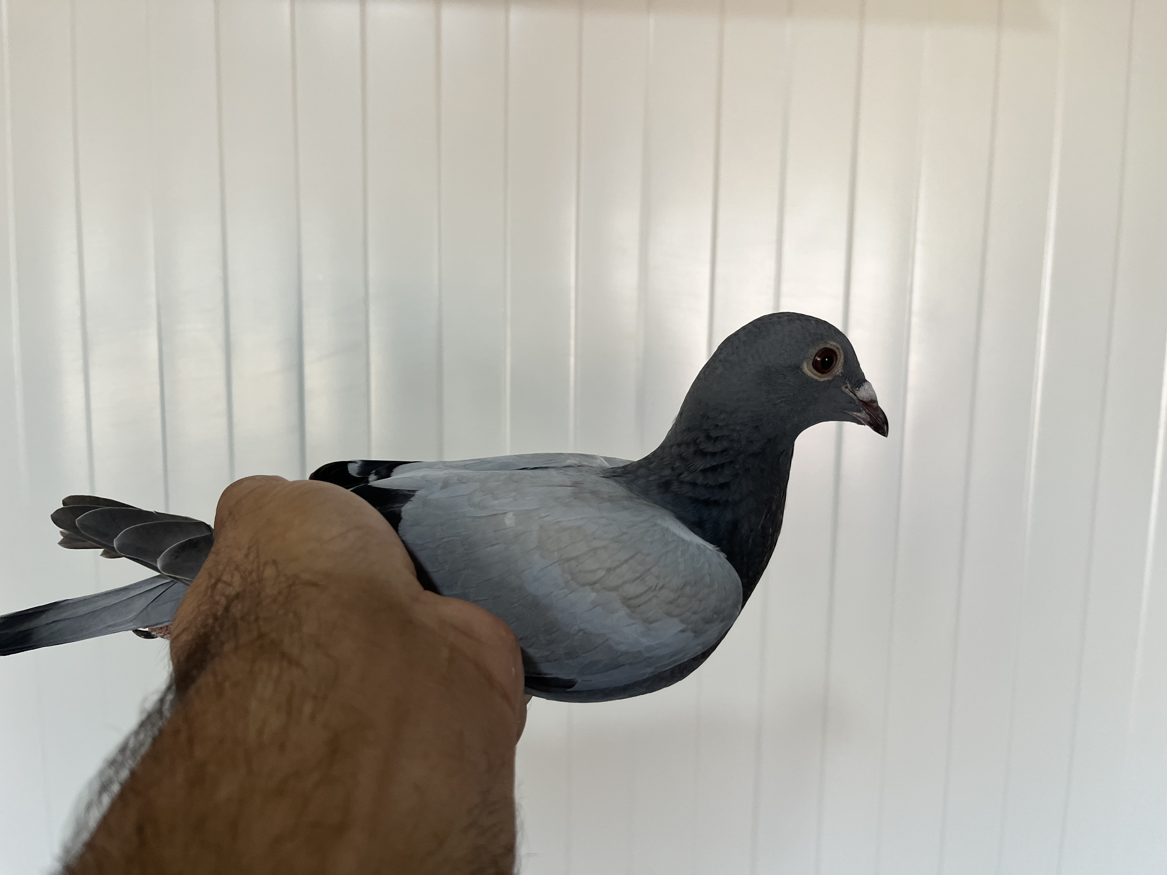 TR-25-16-20420 DİŞİ 