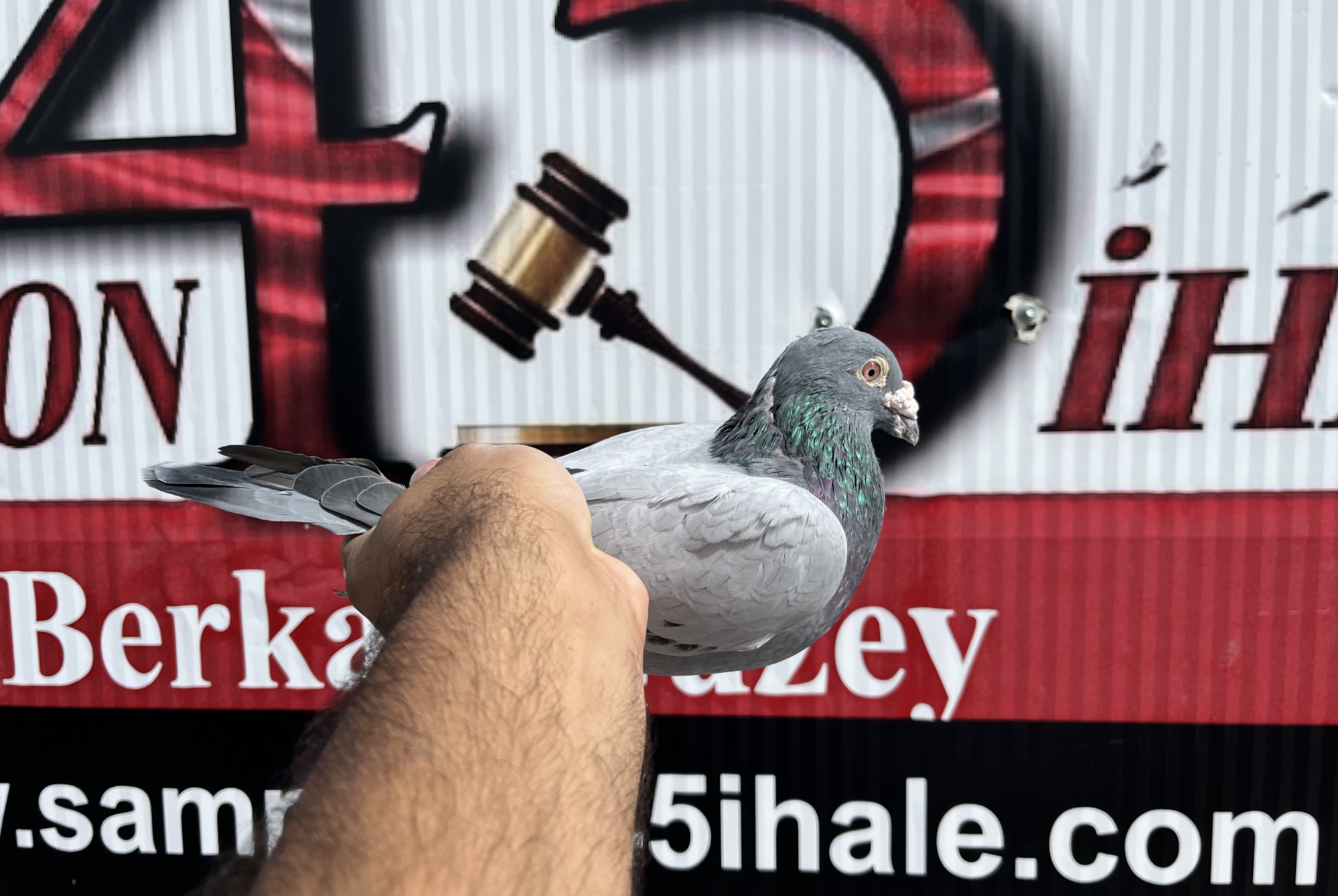 BG-16-72004 ORG PETAR PETROV OLİMP 275 2 NAT OLMPIAD DUİF MARATHON 