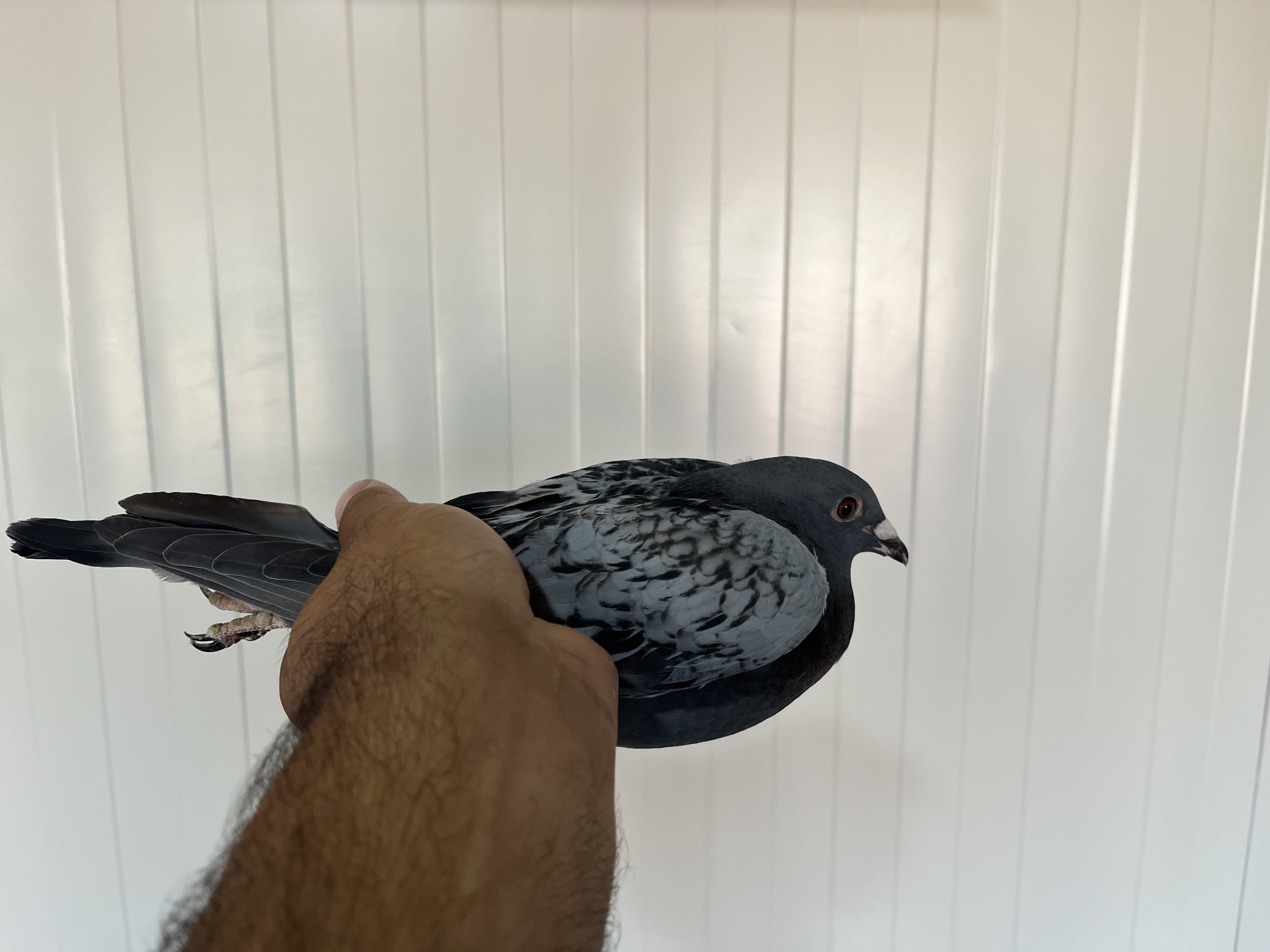 TR-25-16-20464 ERKEK 