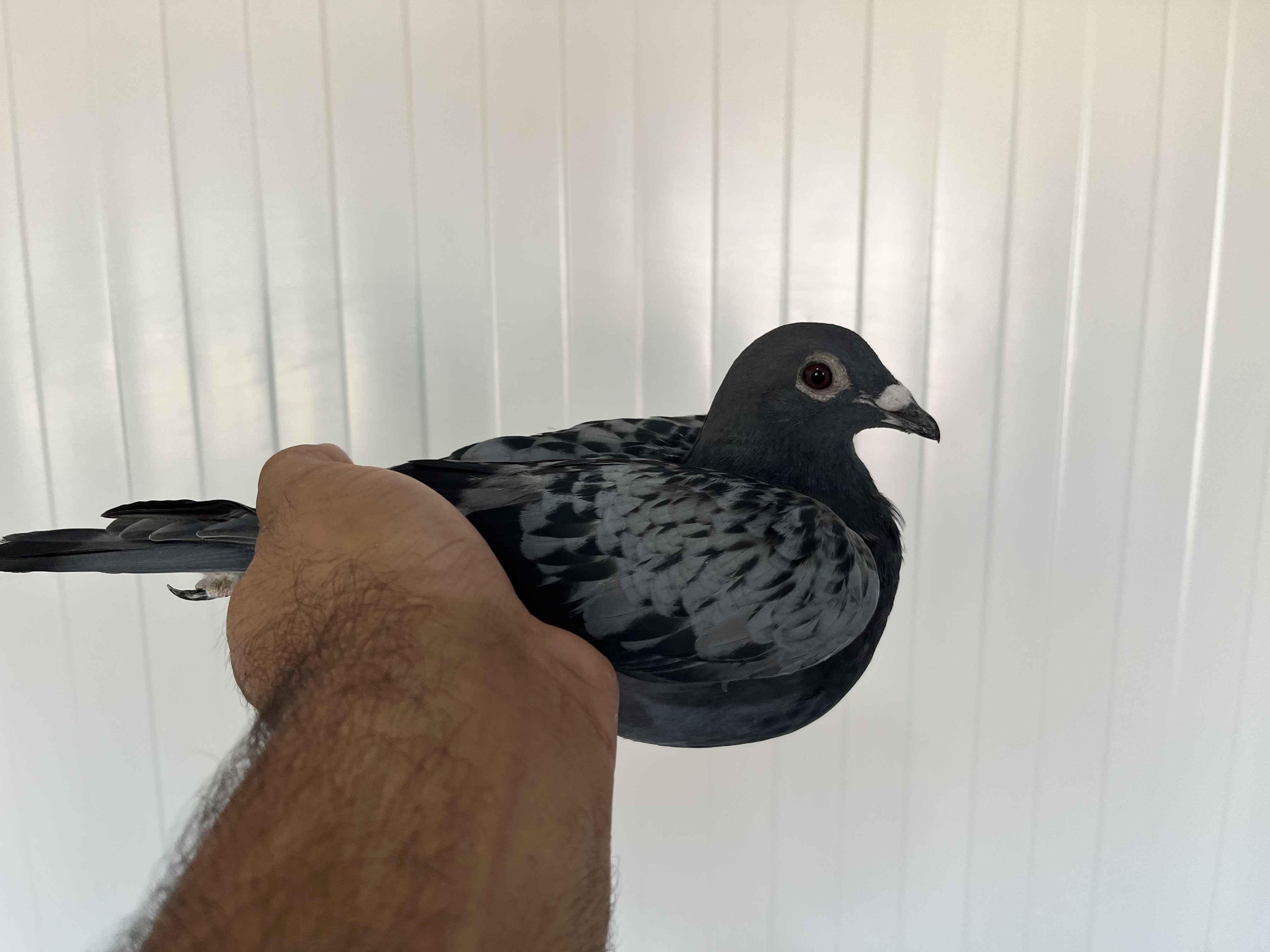 TR-25-16-20445 ERKEK 