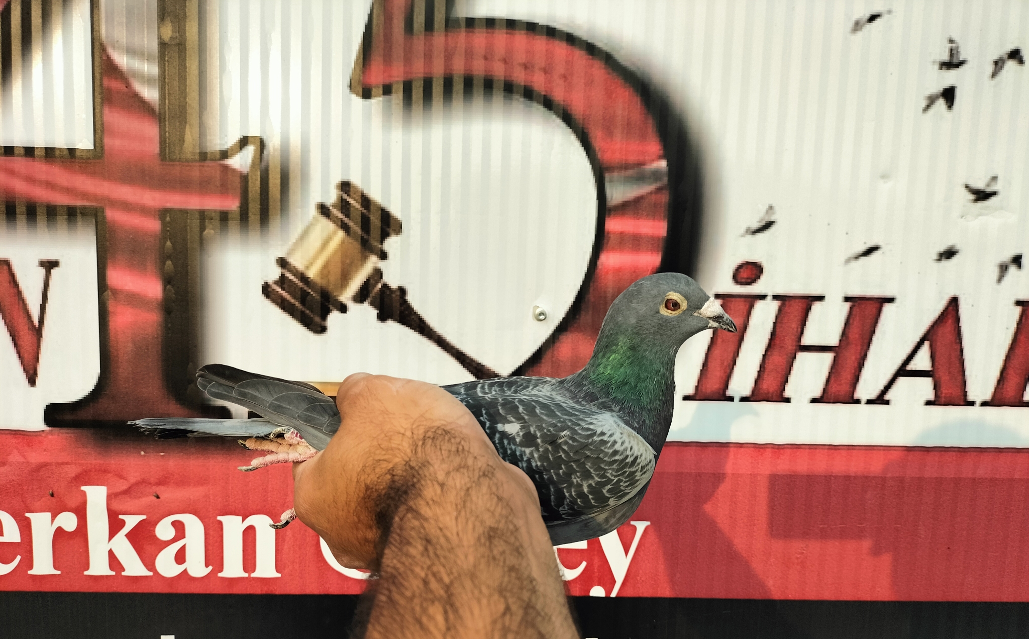 TR22-241084 JO HENDRİKS ZOON BREEZER 057