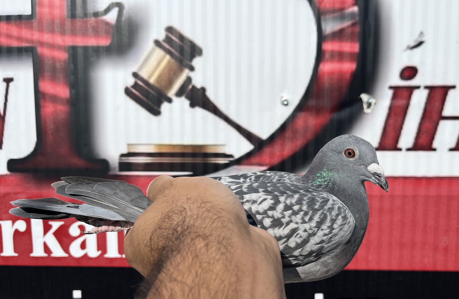 TR-16-20333 ROMARİO ZG Helios 