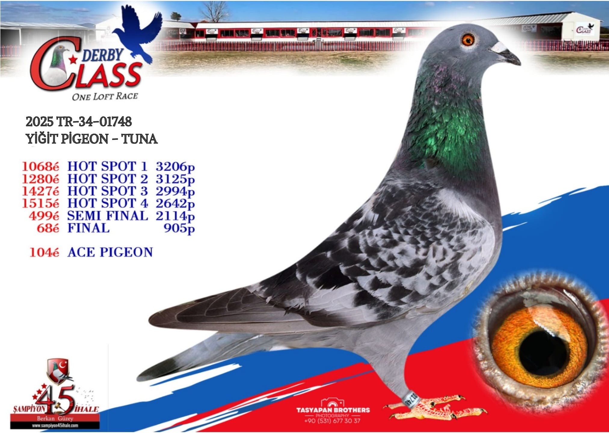 TR-34-01748 YİĞİT PİGEON TUNA