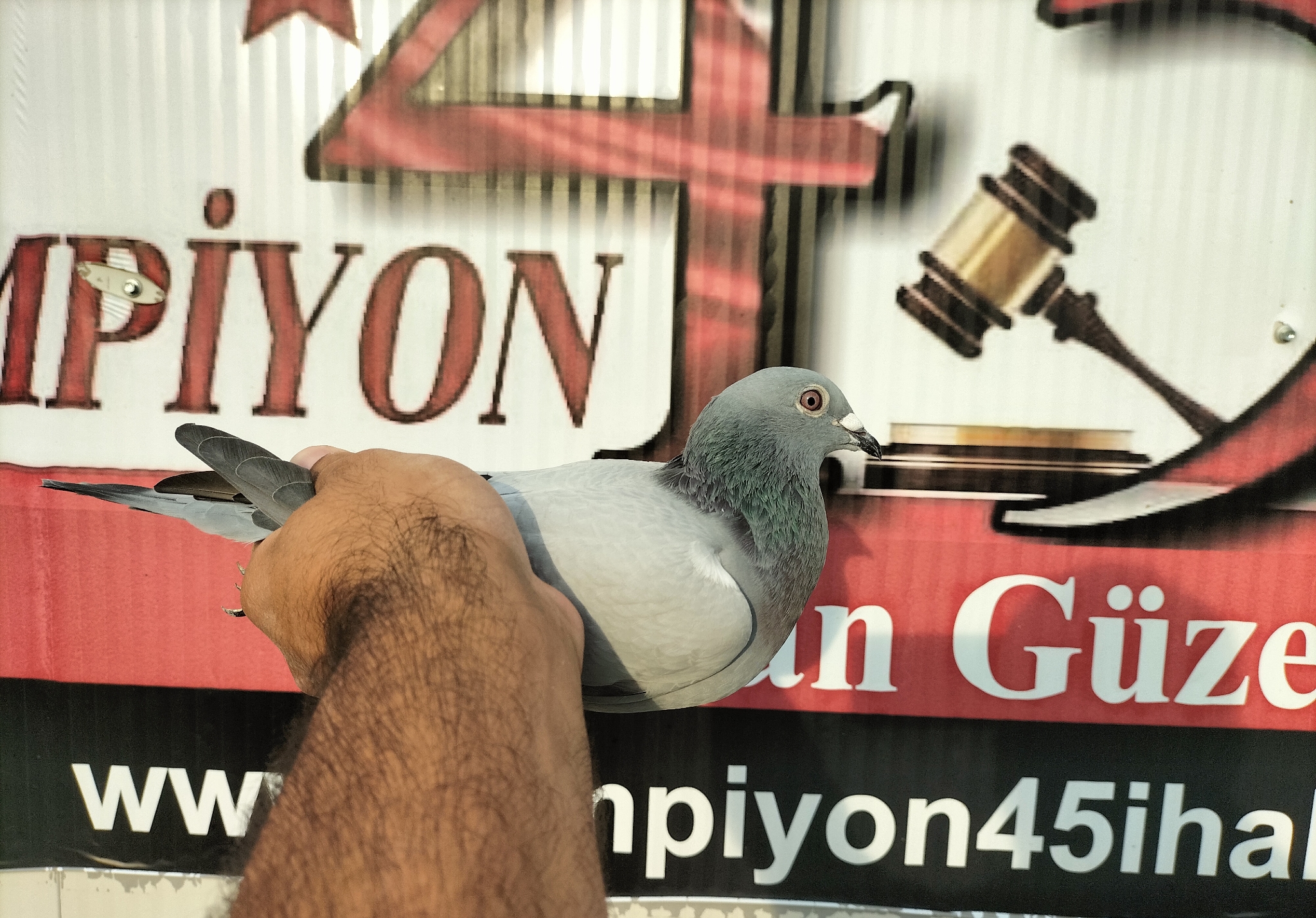 TR-24-45-11387 POLLİN MARC SÜPER KALİMANÇİ 