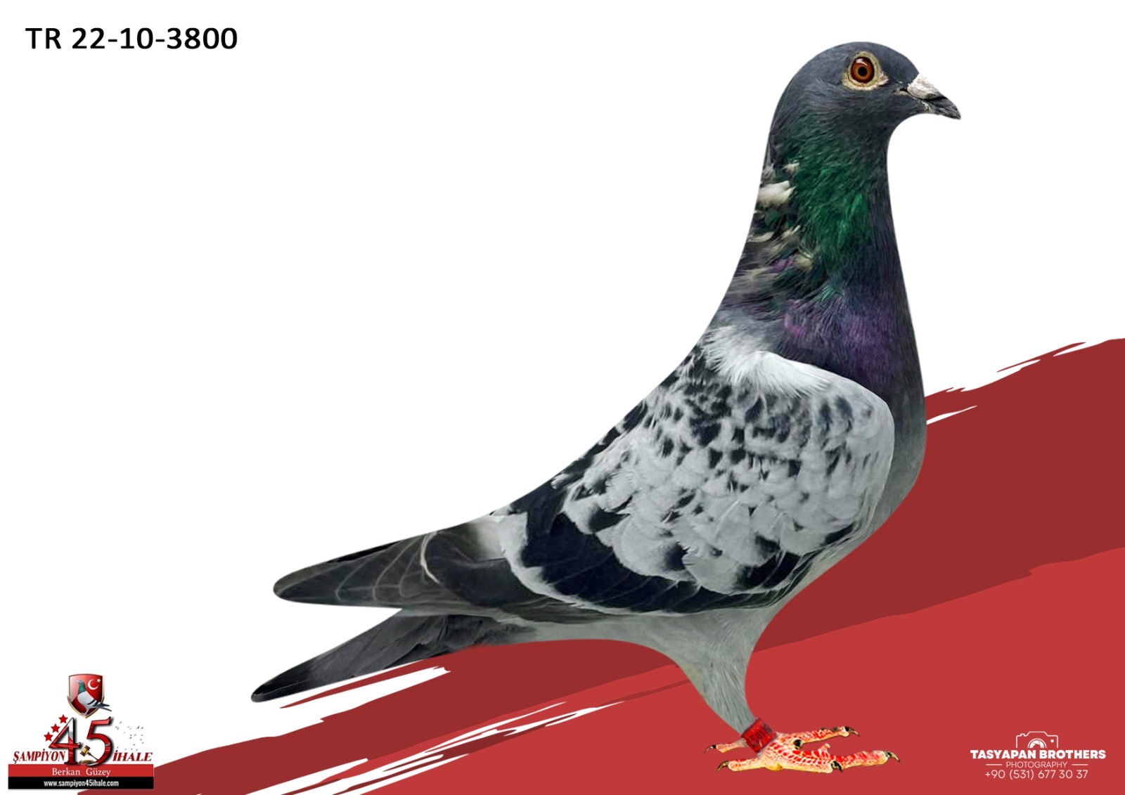 TR-22-10-3800 ORG ERKAN ÖZSEYHAN YAVRUSU FİNAL 11 AS KLASMAN 8 