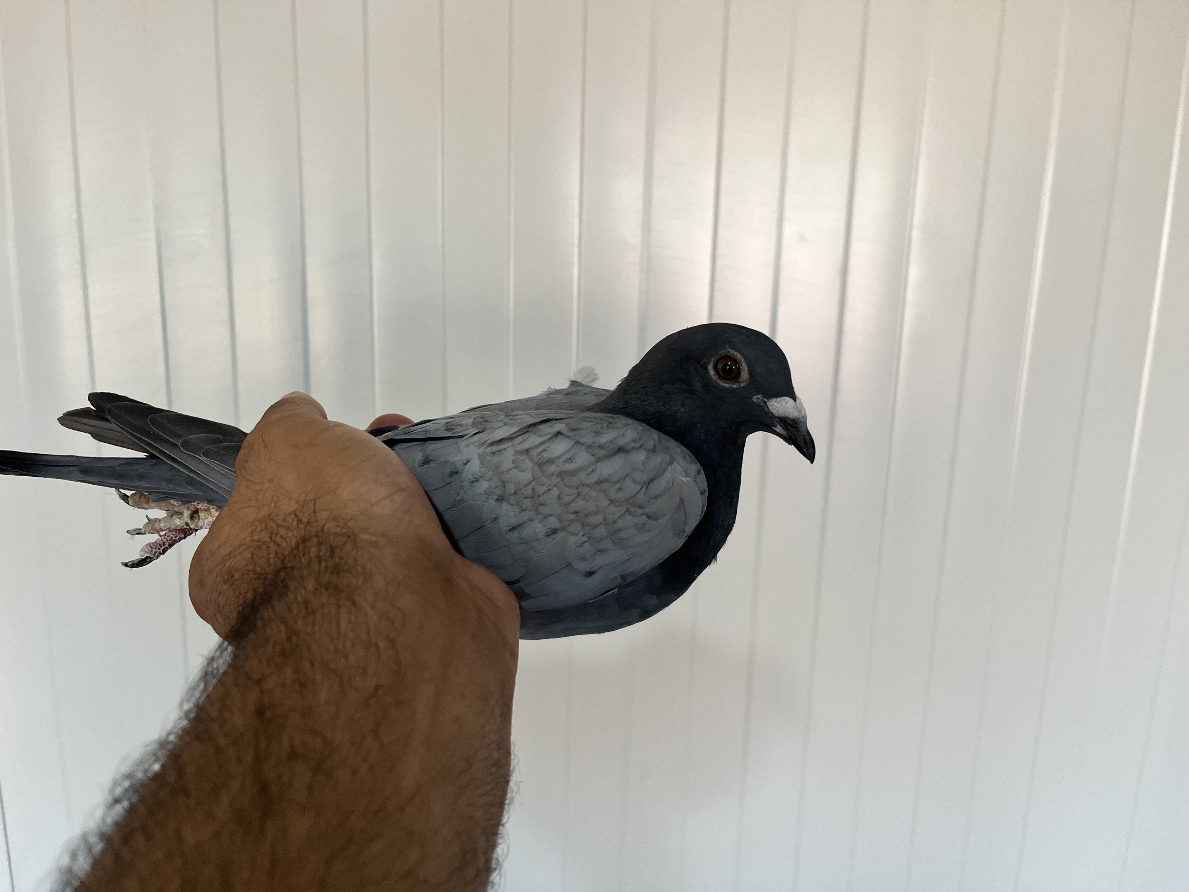 TR-25-16-20413 DİŞİ 