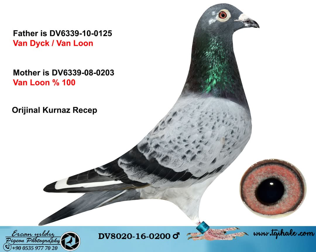 DV-8020-16-0200 ERKEK 