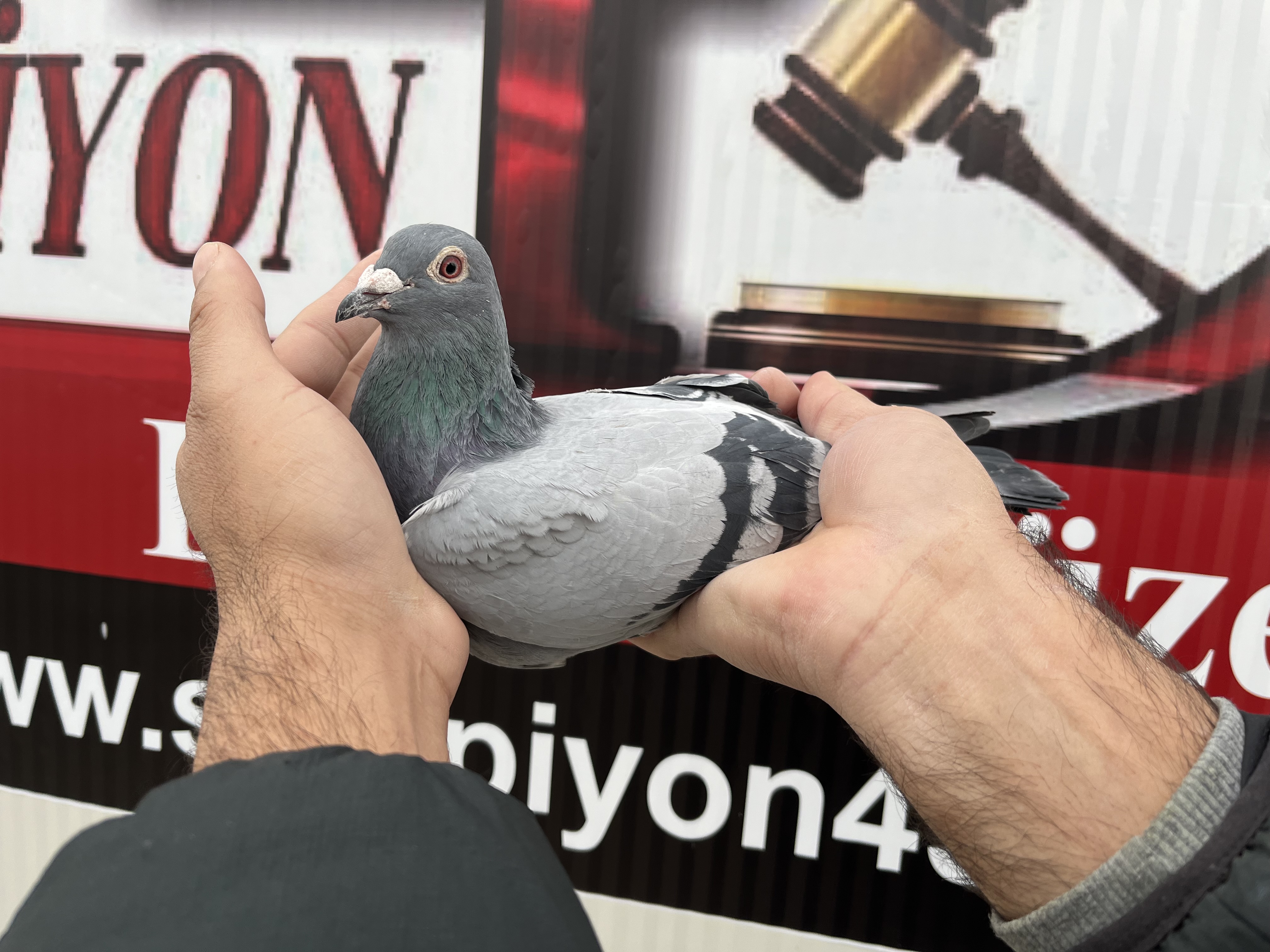 TR-21-127469 DİŞİ