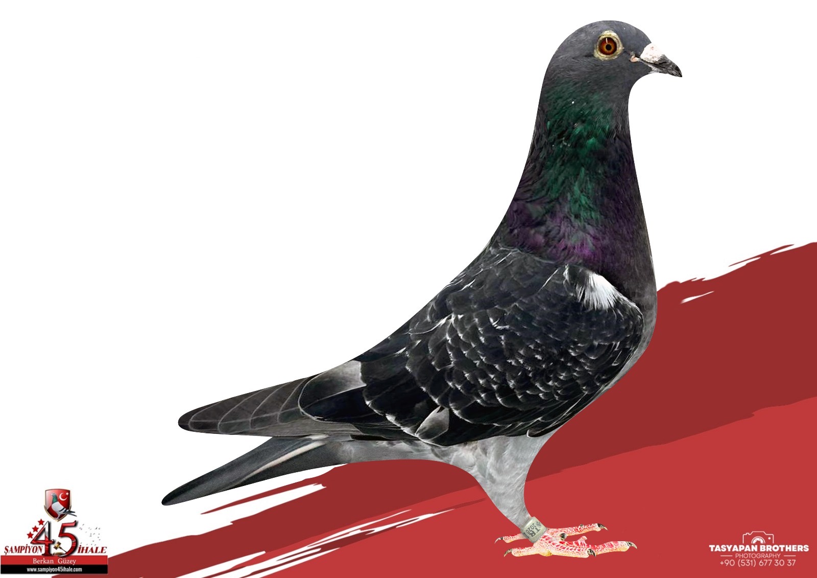 TR-20-111014 ORG KÖSE KAREŞLER GABY KOOPMAN VAN LOON HOUBEN