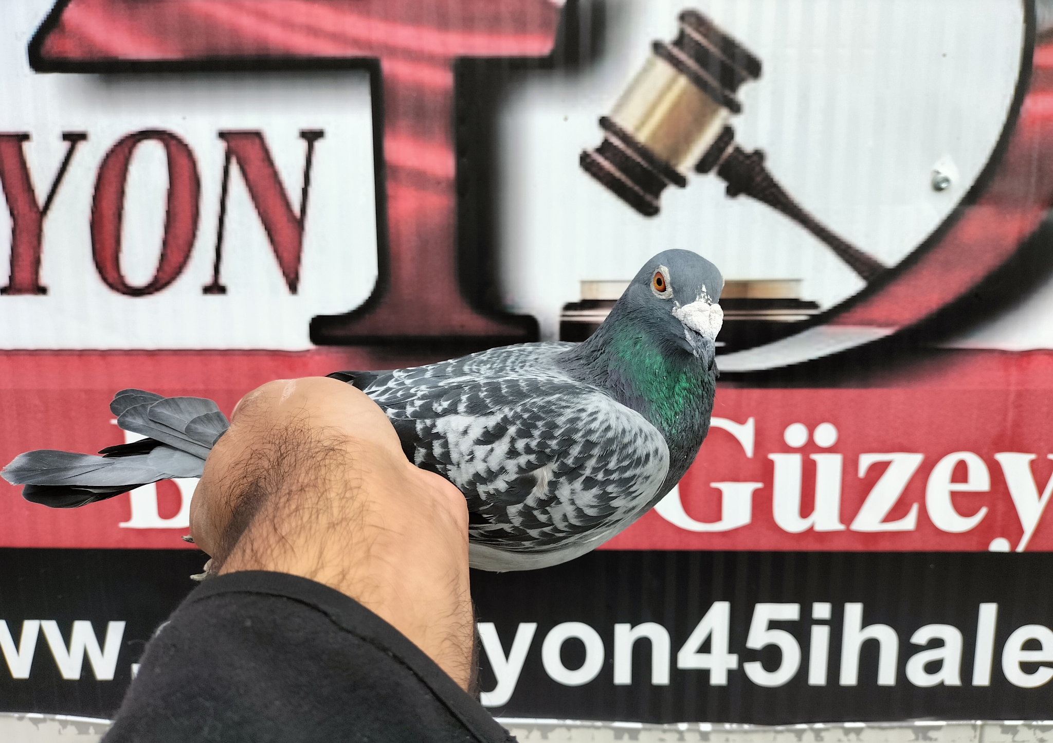 TR-22-16-02436 Z DENEK PAVLİK ELEKTRO BOY 