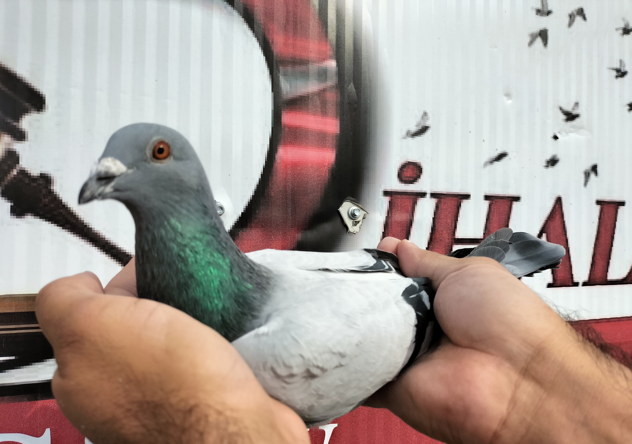 TR-25-16-20418 HELİOS ZDENEK 