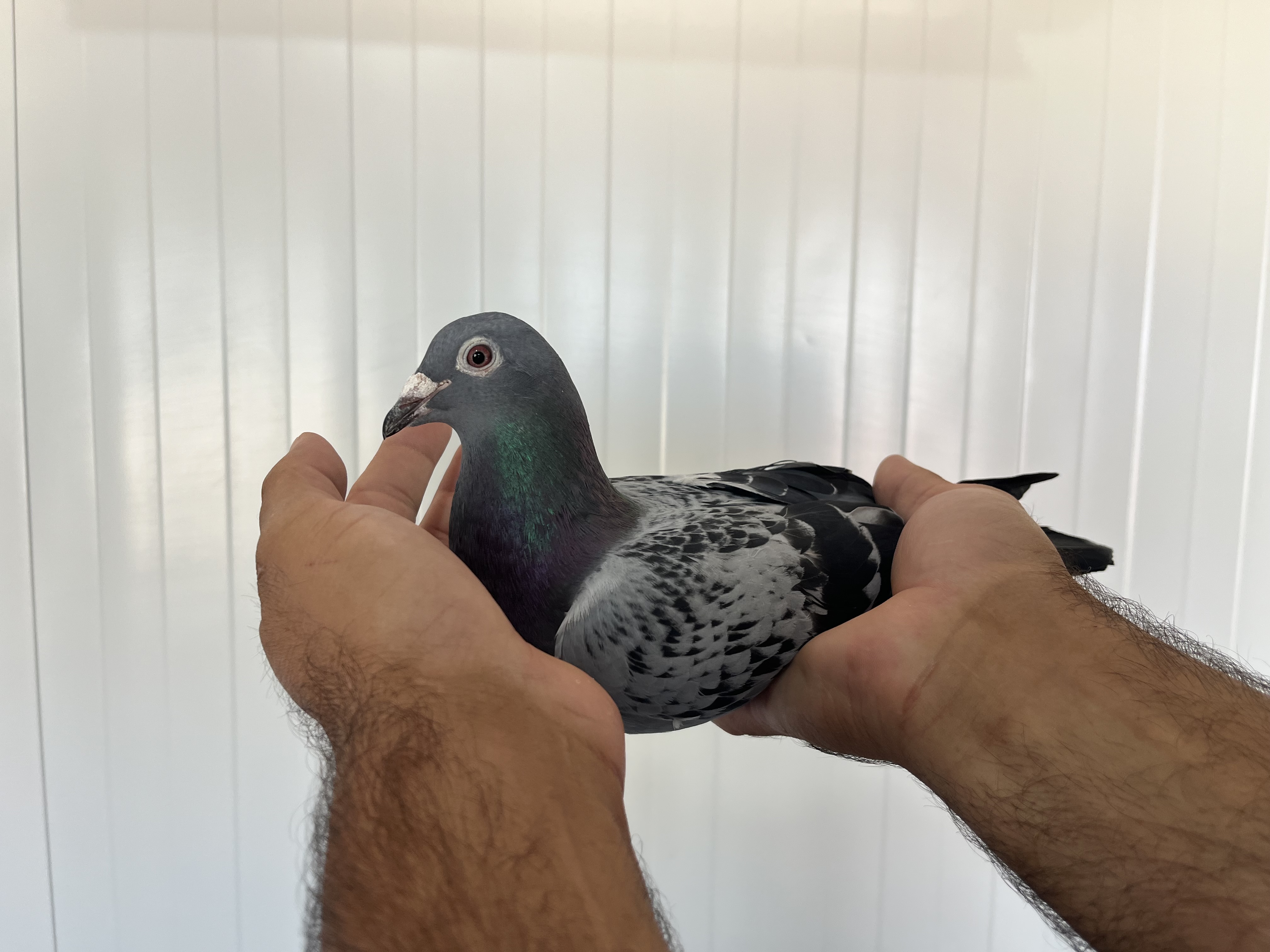 BG-20-010925 DİŞİ 