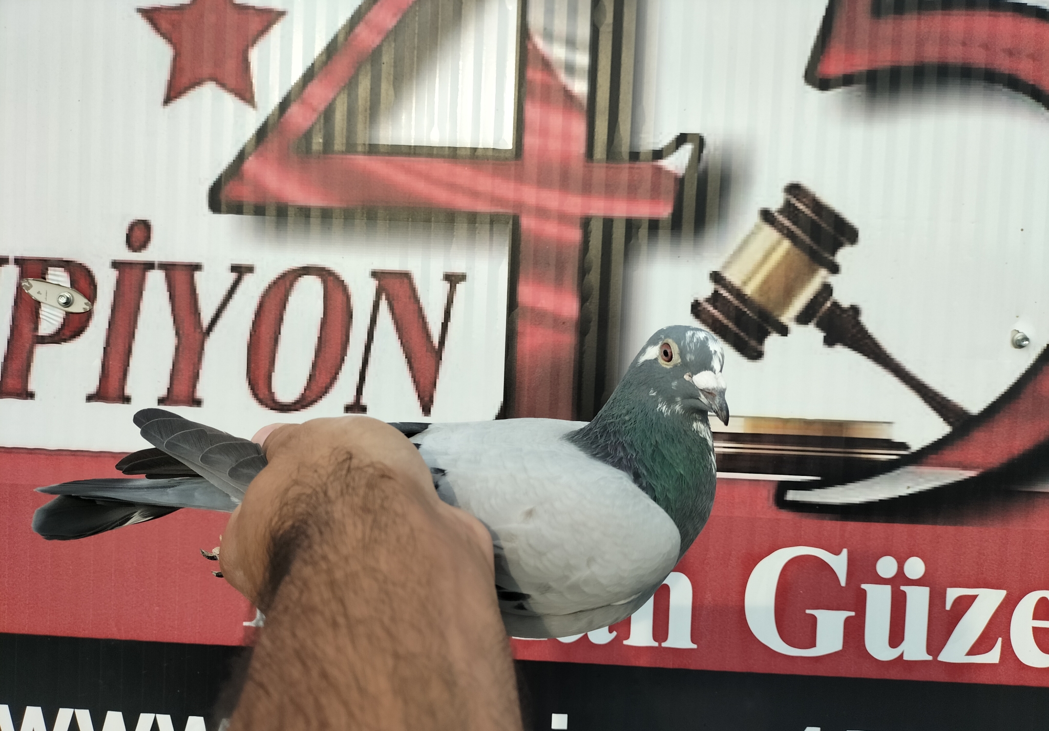 TR-24-45-11386 POLLİN MARC SÜPER KALİMANÇİ