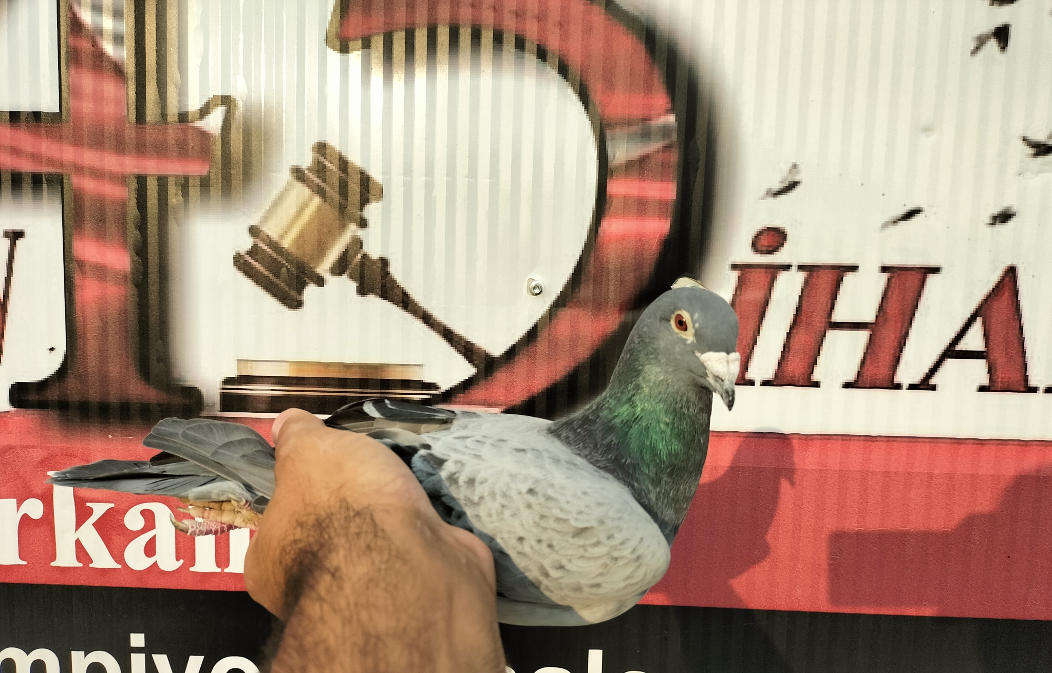 TR-21-047795 DE KLAK DRAPA KOOPMAN 