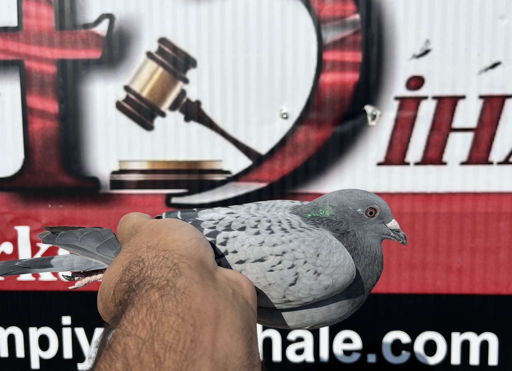 TR-16-20397 PORSCHE A.Me jboom