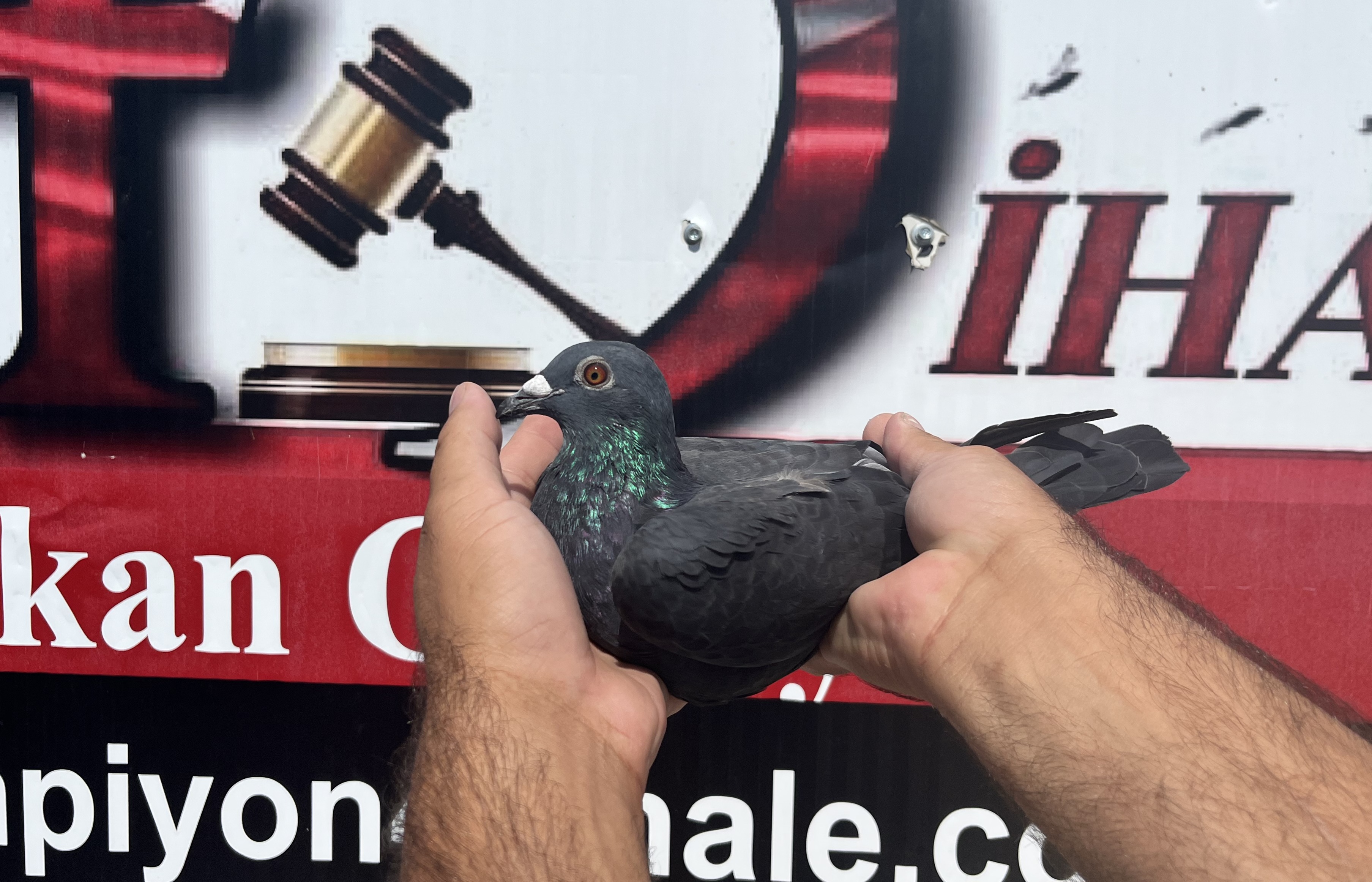 TR-45-15083 YUSUF EĞRİBOYUN 