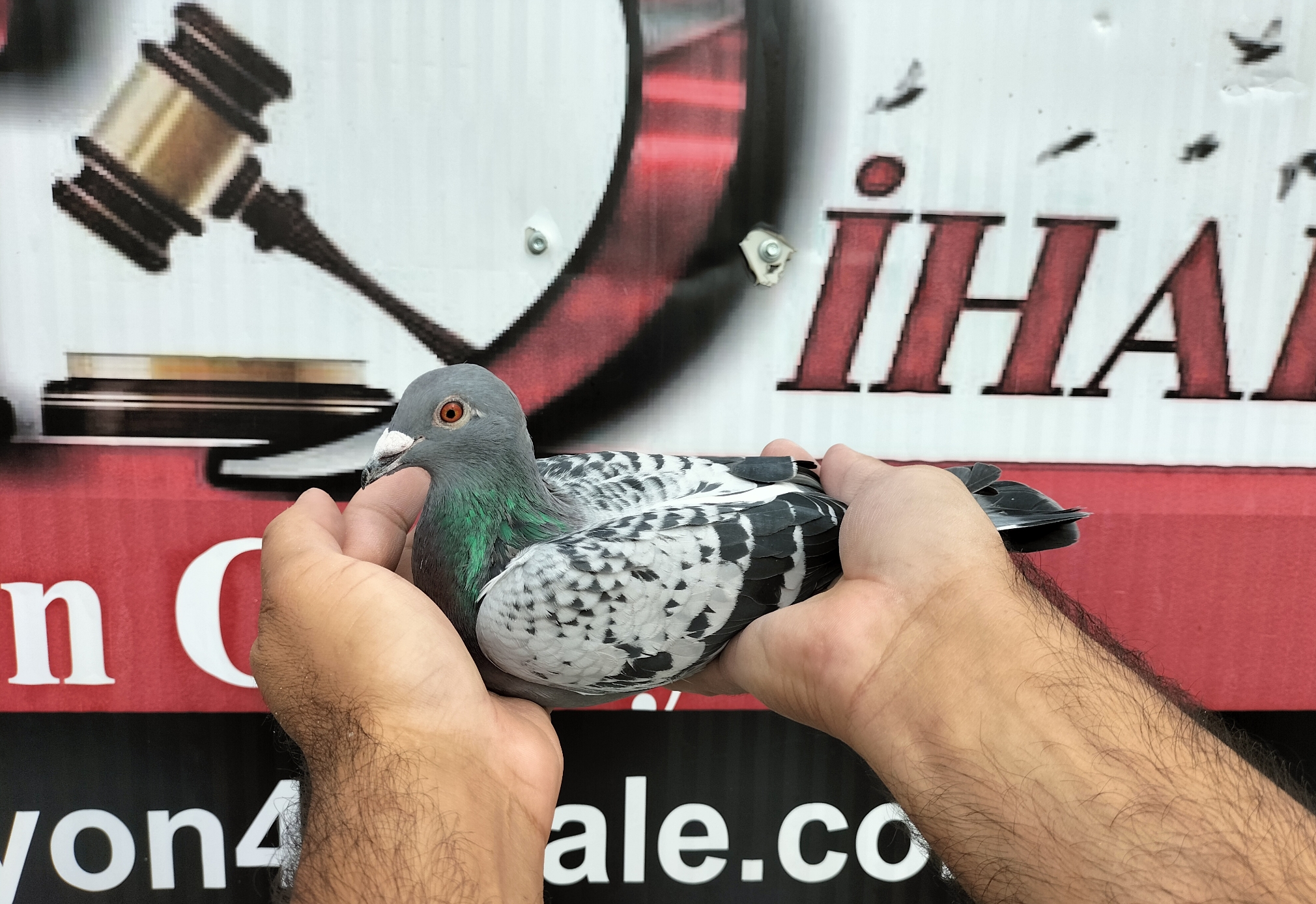 TR-25-16-20401 HELİOS IGO FRANS 