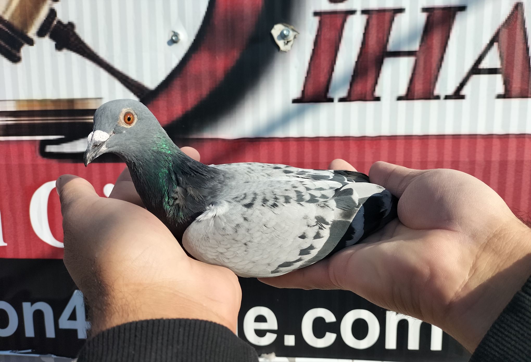 TR-25-63-01078 ORG EYYÜP TORZAK