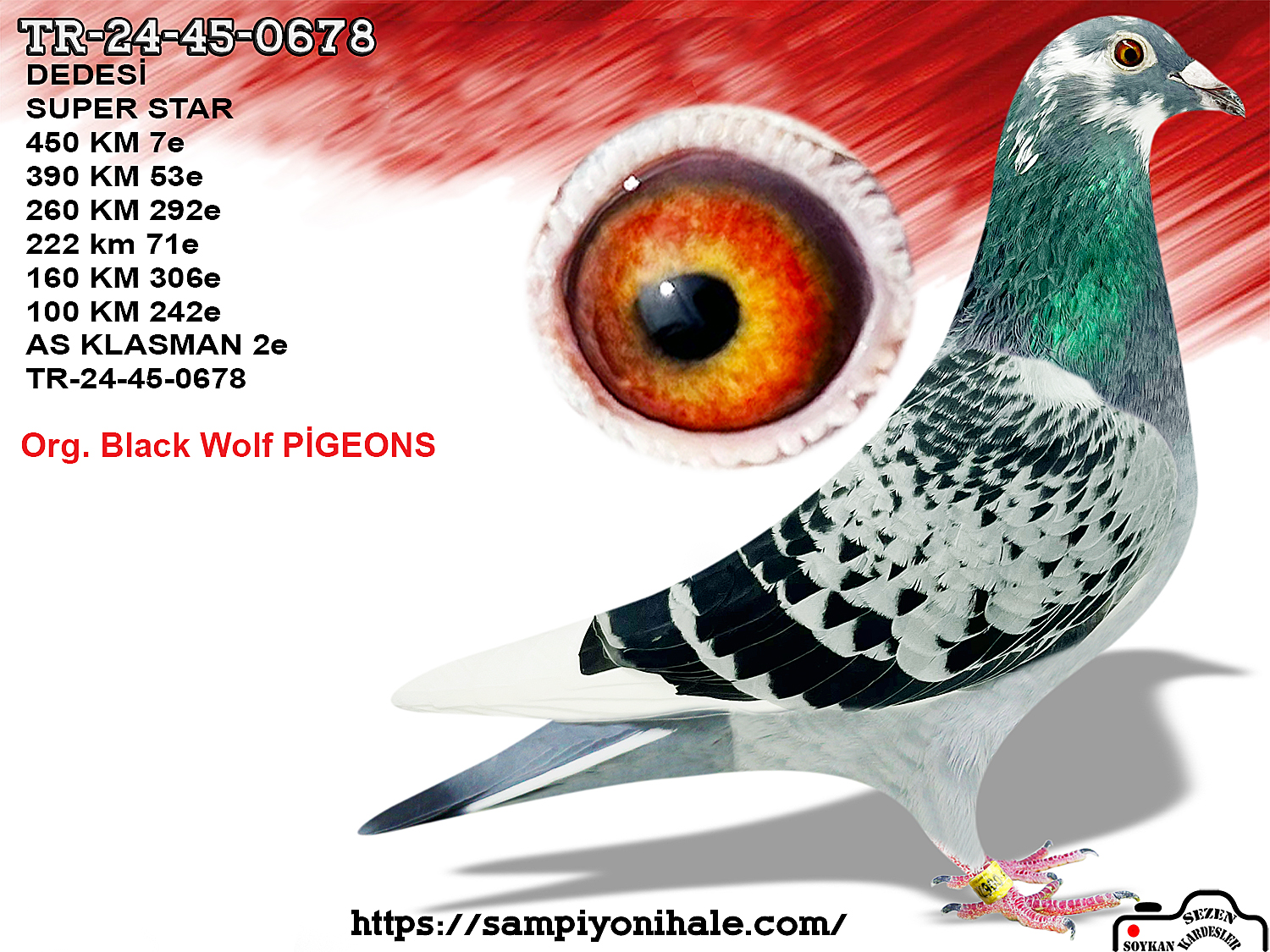 TR-24-45-0678 ORG BLACK WOLF PİGEONS 