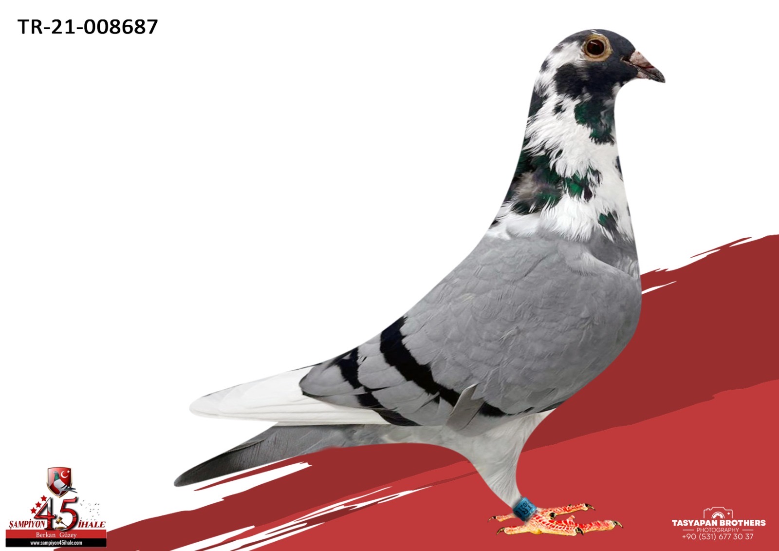 TR-21-8687 ORG İSMET ALTINTAŞ COMB.WEİJERS PETER VD MERVE