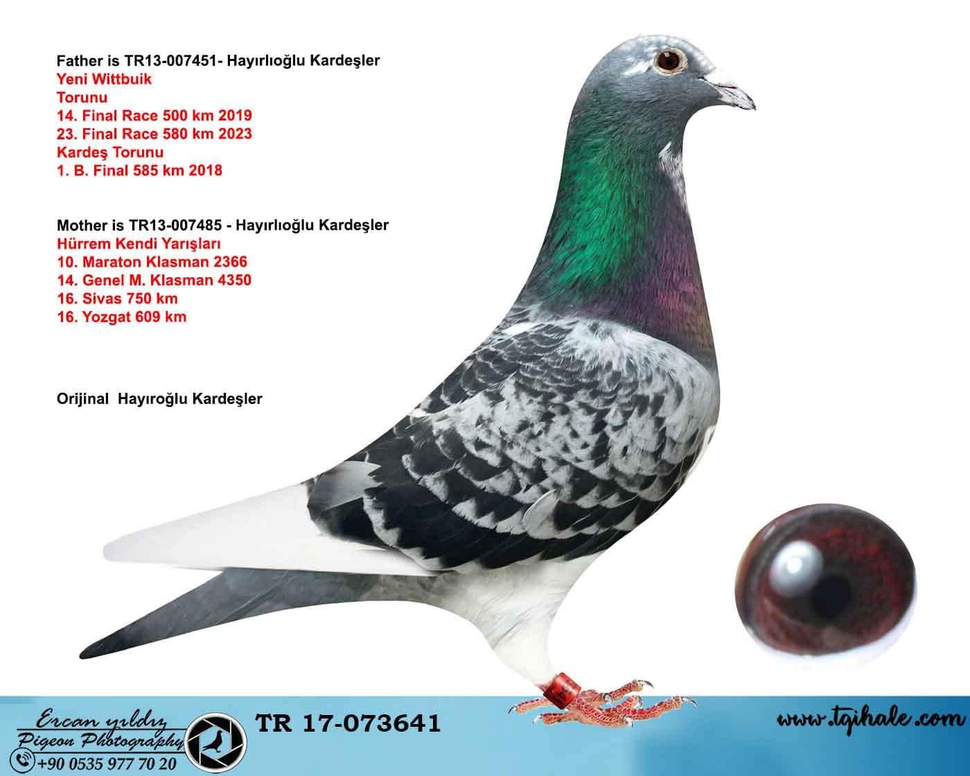 TR-17-073641 DİŞİ