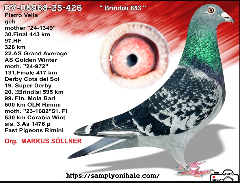 DV-08988-25-426 MARKUS SÖLLNER FCI ŞAMPİYONU 