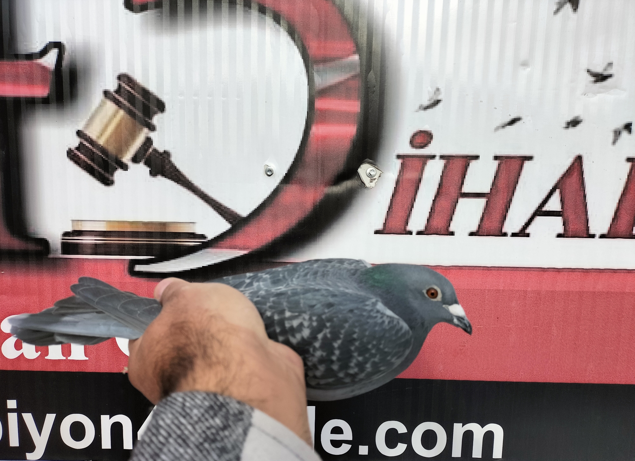 TR-23-35-06818 SCHELLENS HURRİCAN 51 