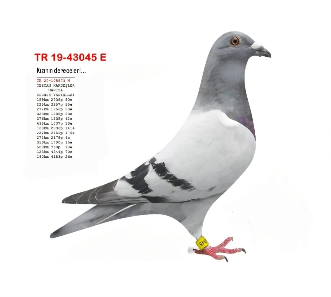 TR-19-43045 VAN DYCK DİRK 